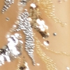 CHAMPAGNE
