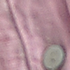 GRAPE